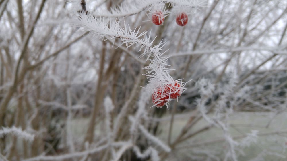 Der Klang des neuen Jahres