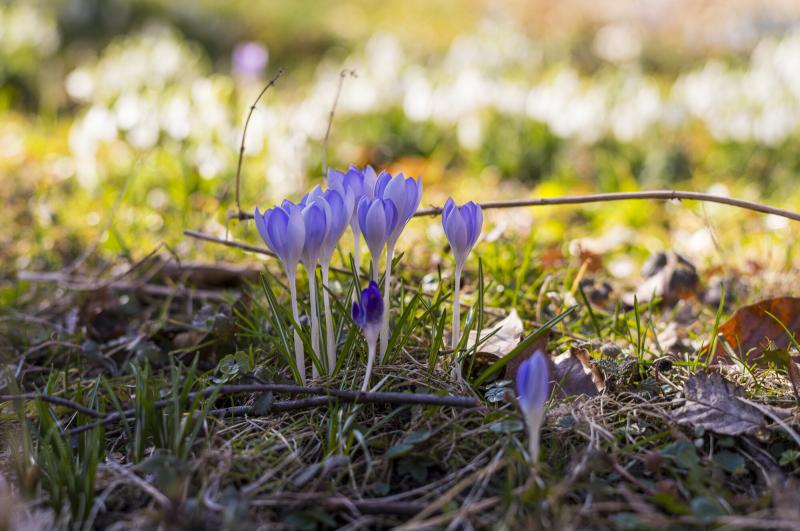 Blaue Krokusse im Frühjahrslicht auf Waldboden.  
